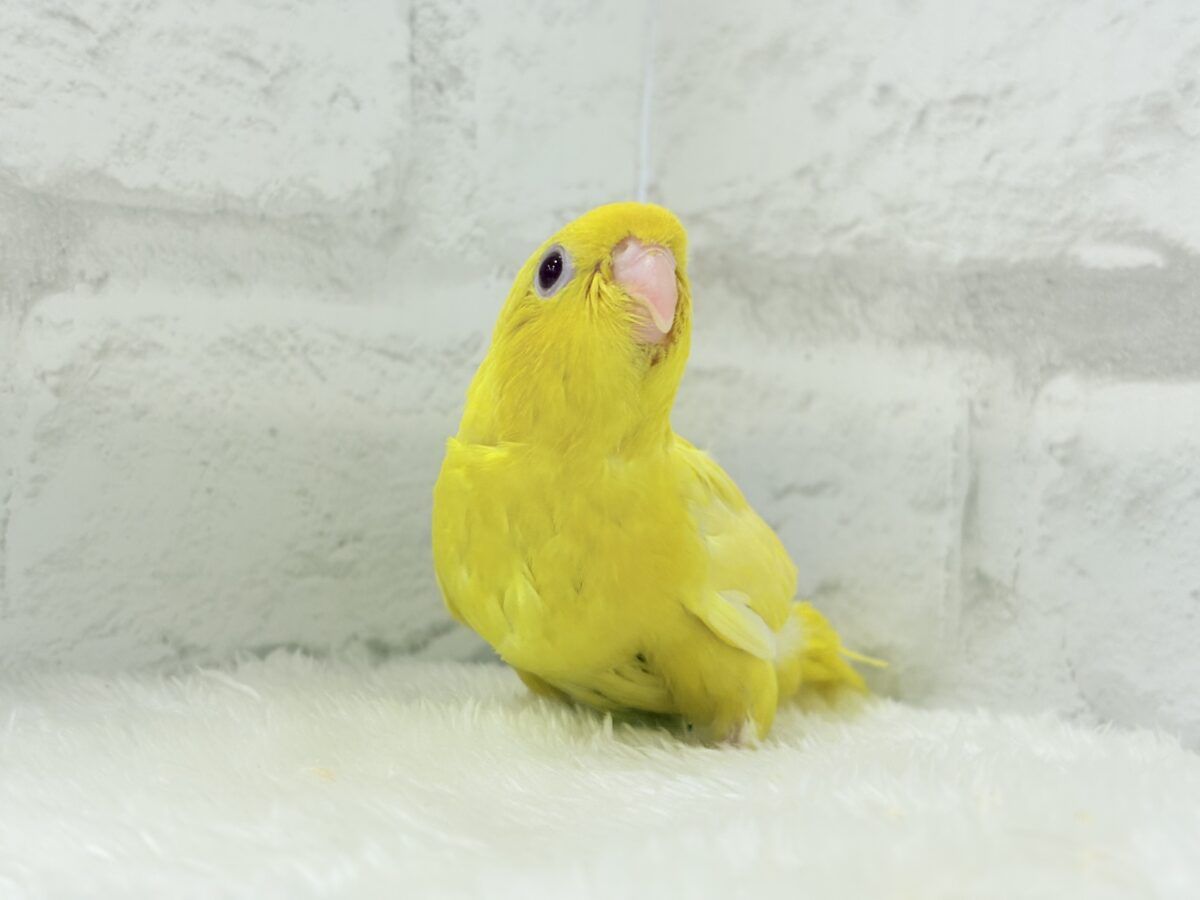 サザナミインコ