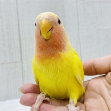 最新画像有ります☀️ハデさは誰にも負けません🔥❗️コザクラインコ（ルチノー）💛