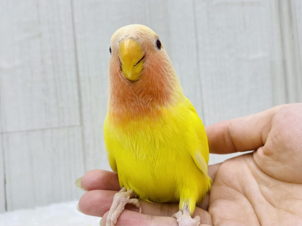 最新画像有ります☀️ハデさは誰にも負けません🔥❗️コザクラインコ（ルチノー）💛