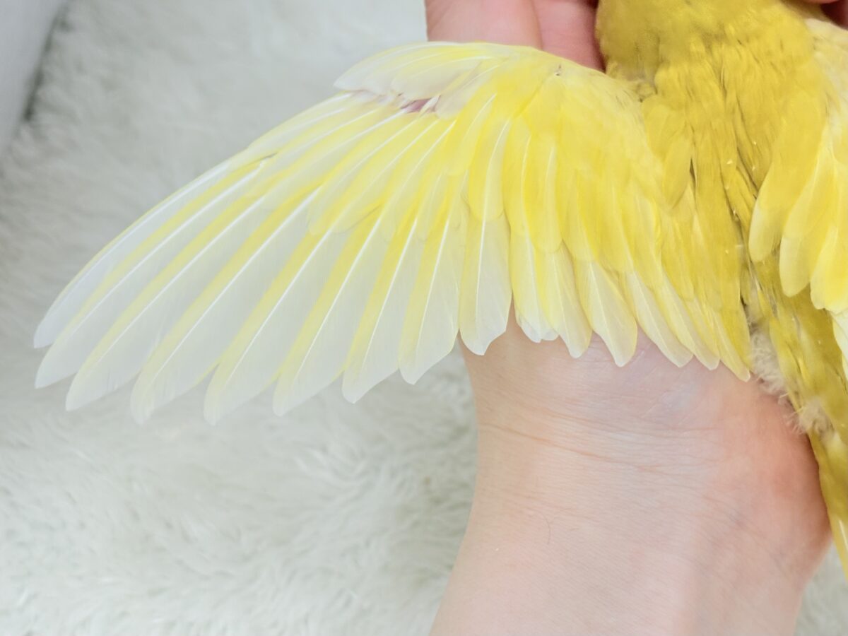 【最新画像更新🪄】太陽サンサン☀️ビタミンカラー🐣💛サザナミインコ(ルチノー) ヒナ サザナミインコ