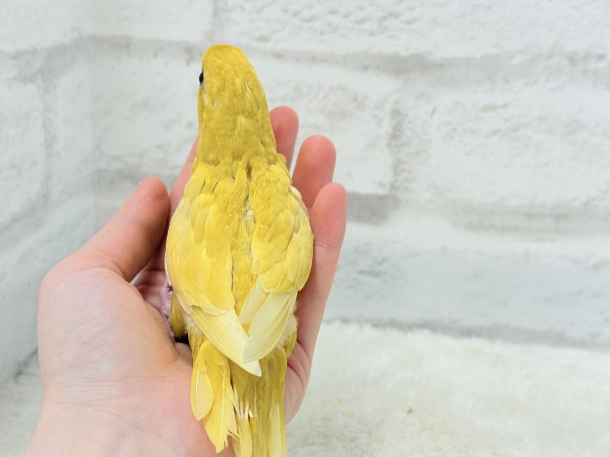 サザナミインコ
