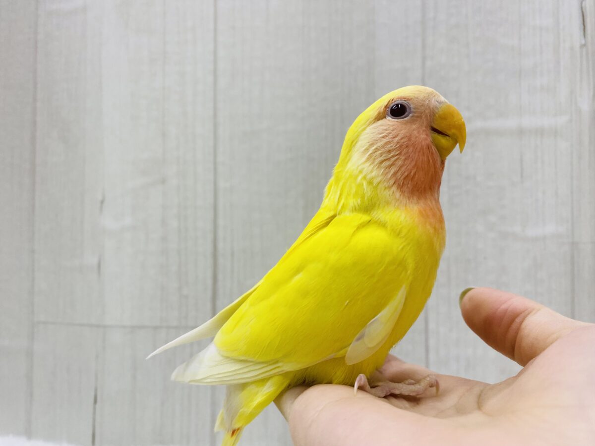 コザクラインコ（小桜インコ）
