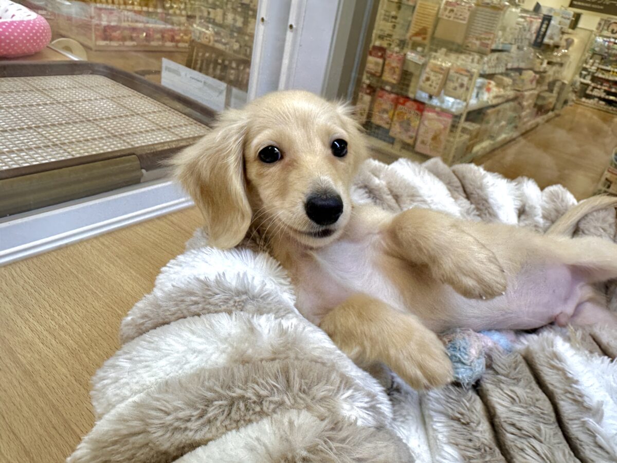 ミニチュアダックス