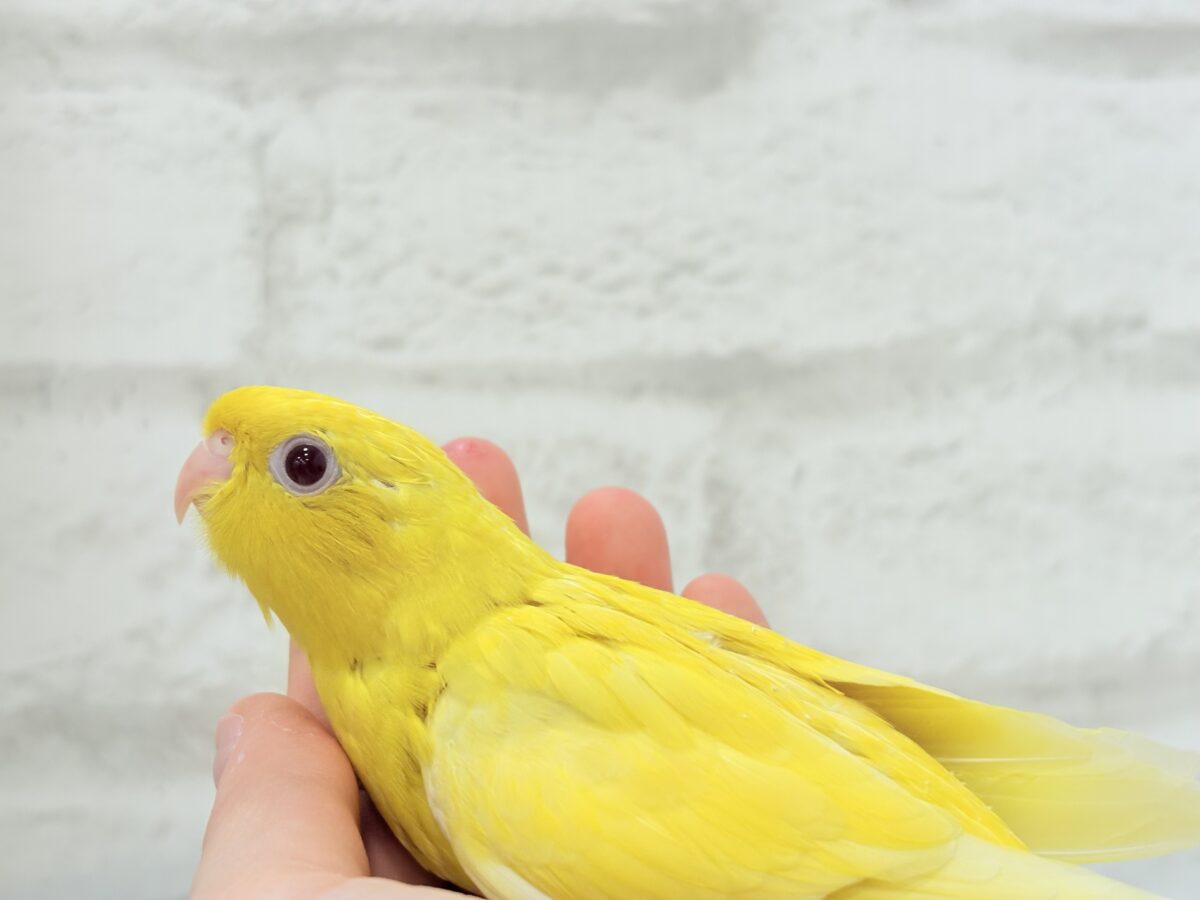 サザナミインコ