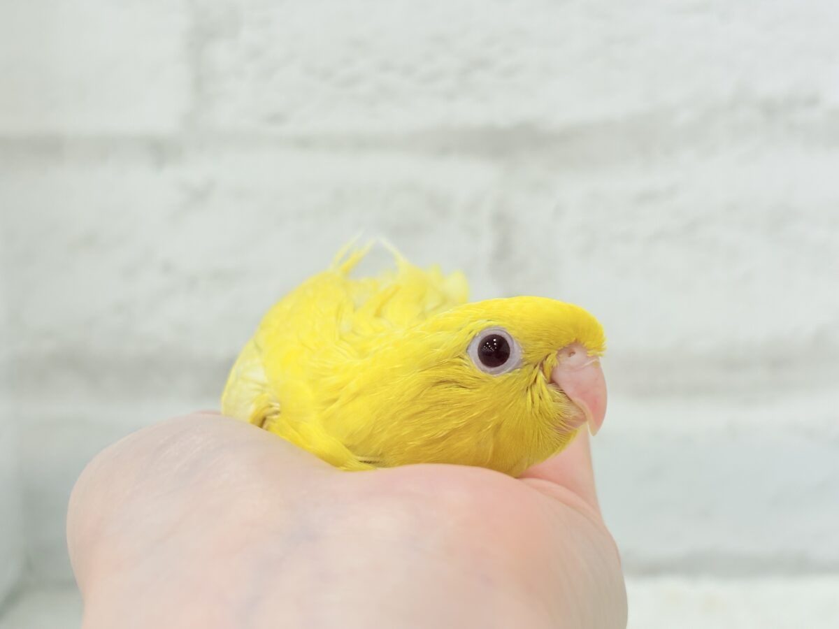 【最新画像更新🪄】太陽サンサン☀️ビタミンカラー🐣💛サザナミインコ(ルチノー) ヒナ サザナミインコ