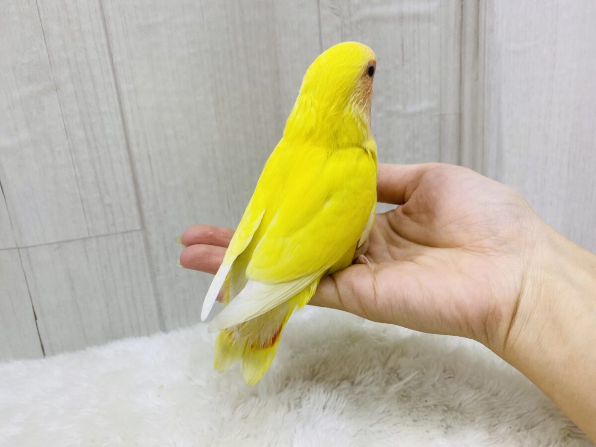 コザクラインコ（小桜インコ）