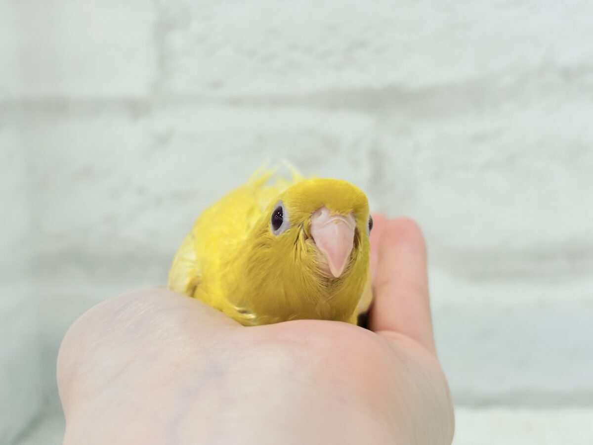 サザナミインコ