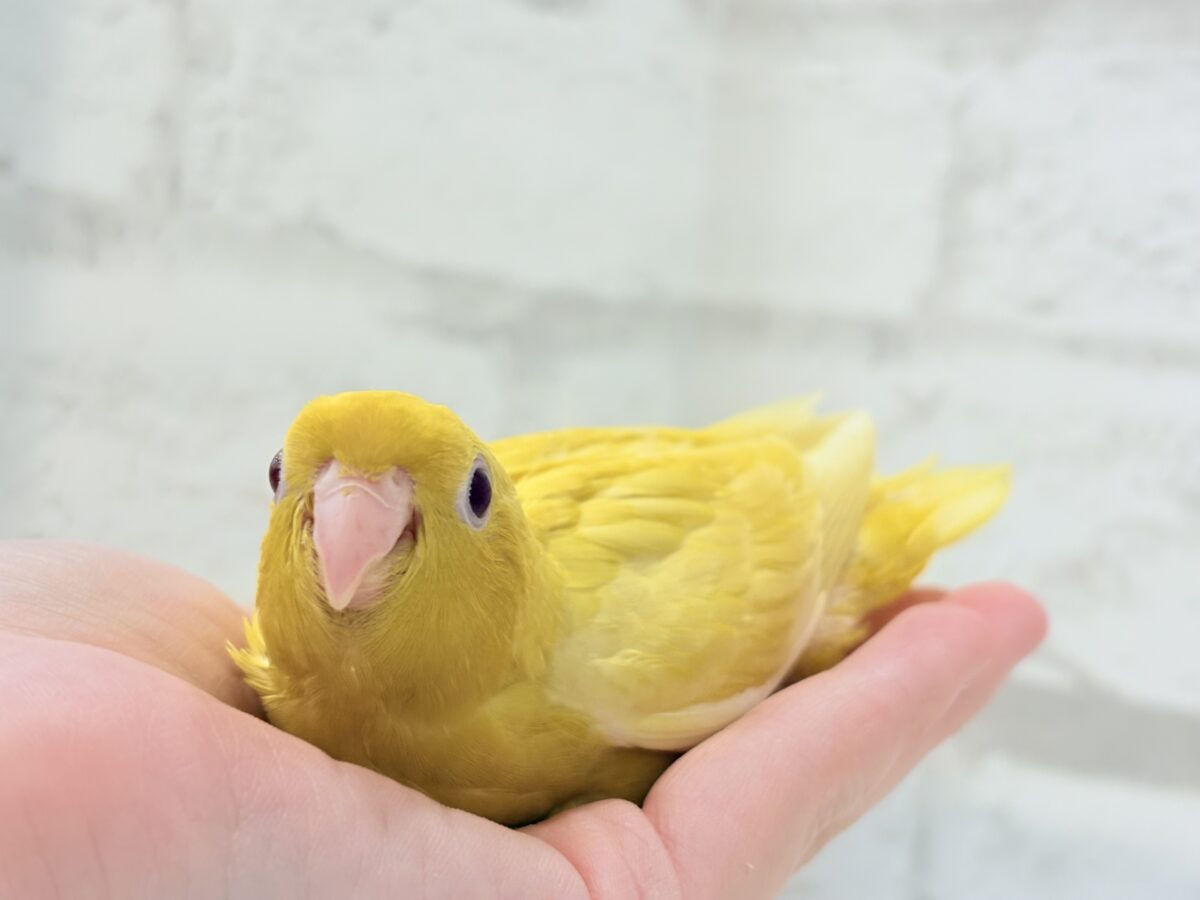 【最新画像更新🪄】太陽サンサン☀️ビタミンカラー🐣💛サザナミインコ(ルチノー) ヒナ サザナミインコ