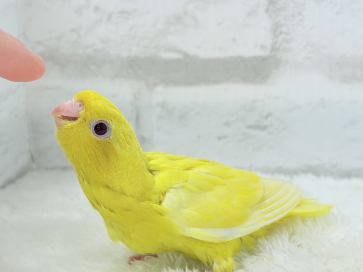 サザナミインコ