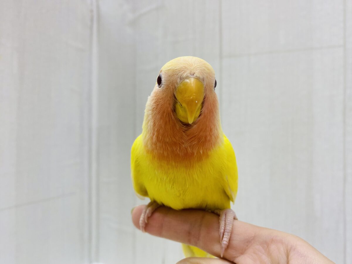 コザクラインコ（小桜インコ）