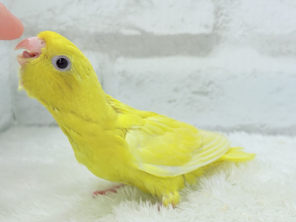 サザナミインコ