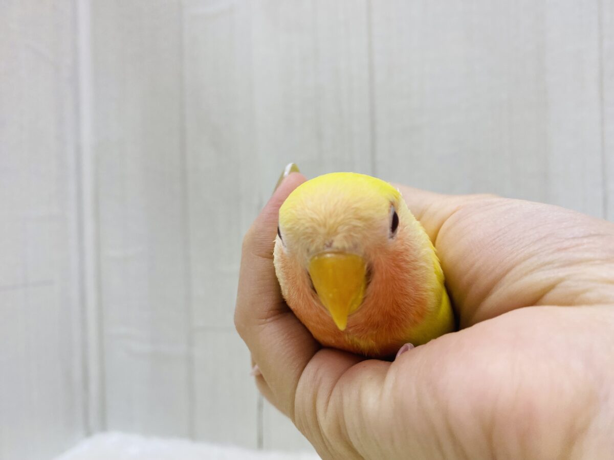 コザクラインコ（小桜インコ）