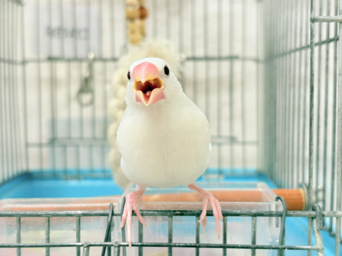白文鳥