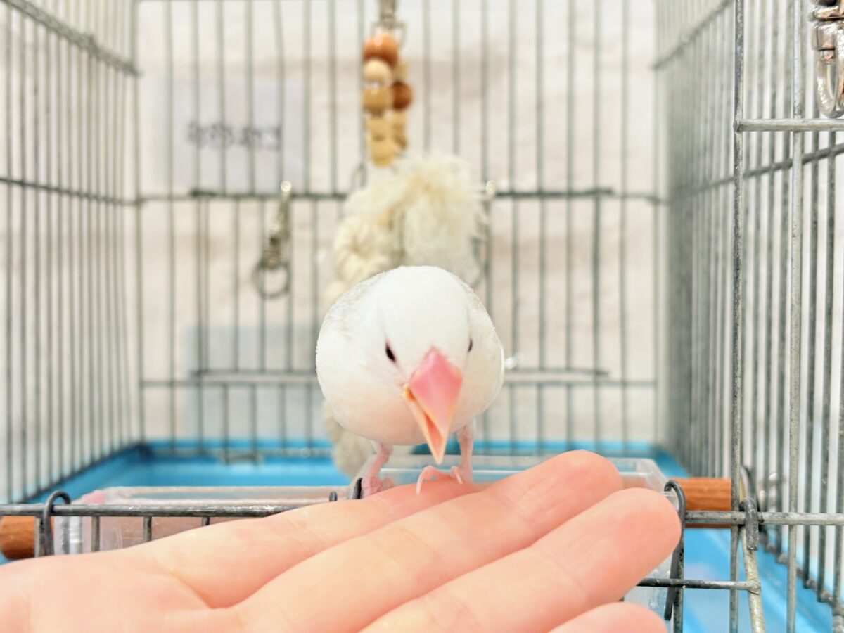白文鳥