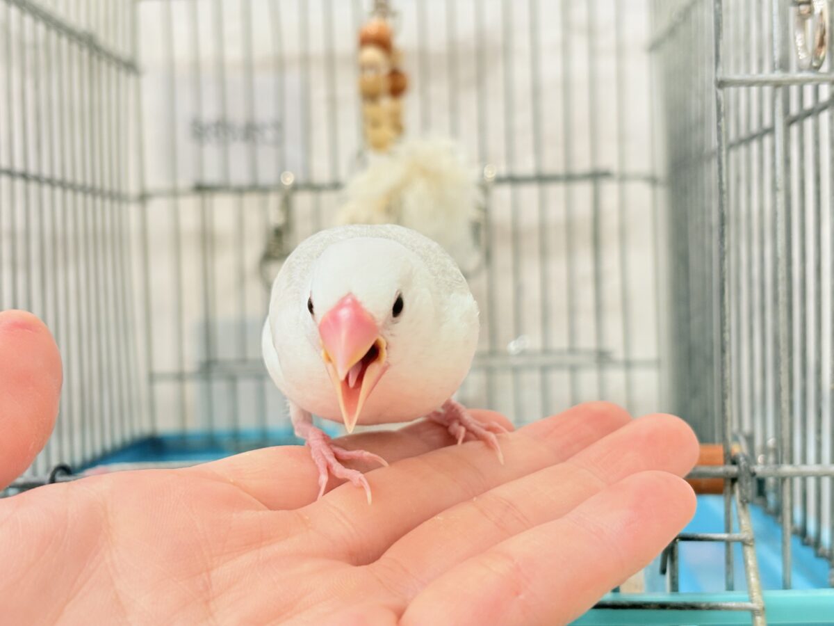 白文鳥