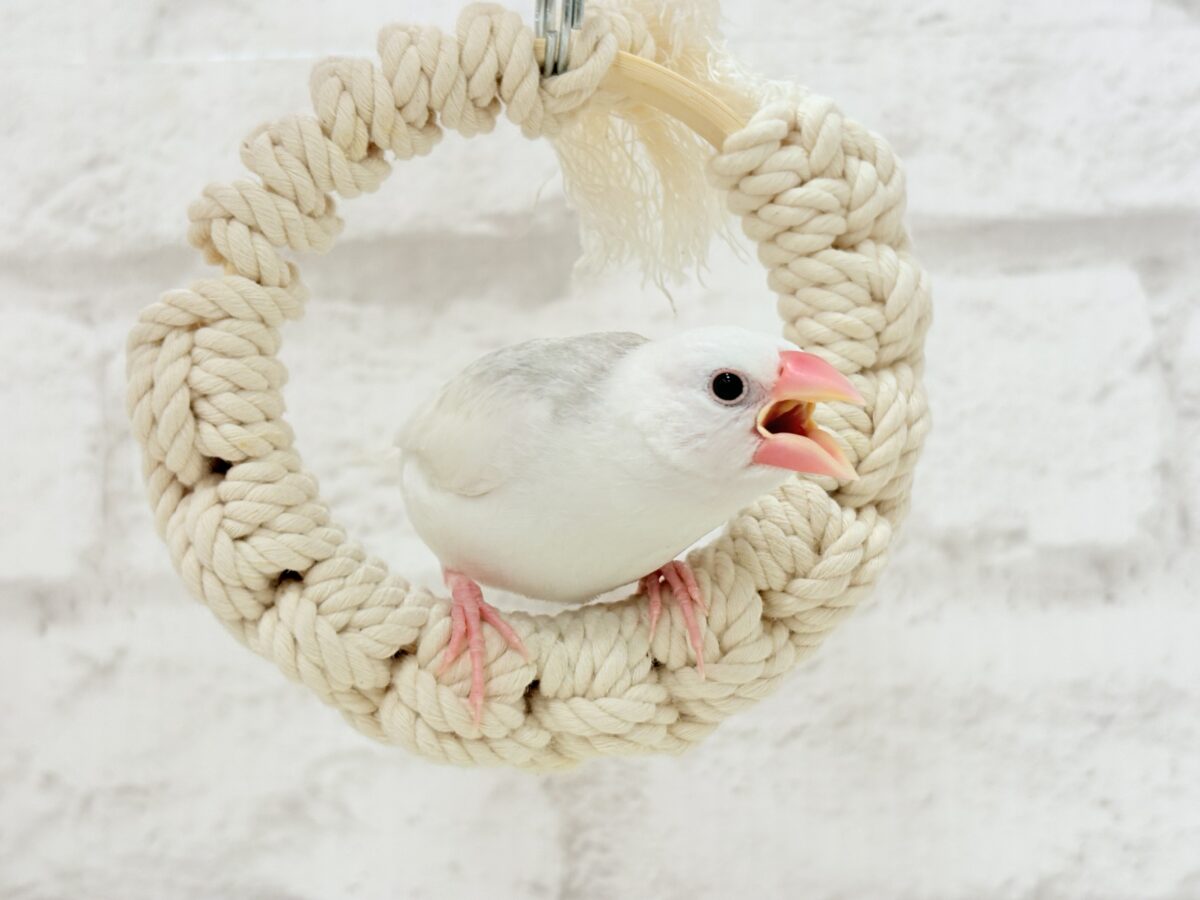 白文鳥