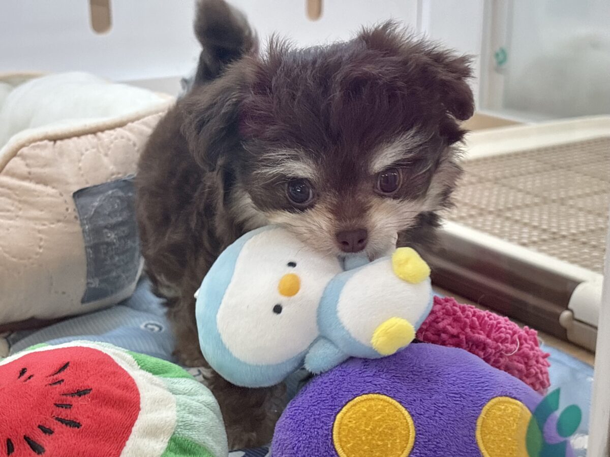 チワマル（マルチワ）