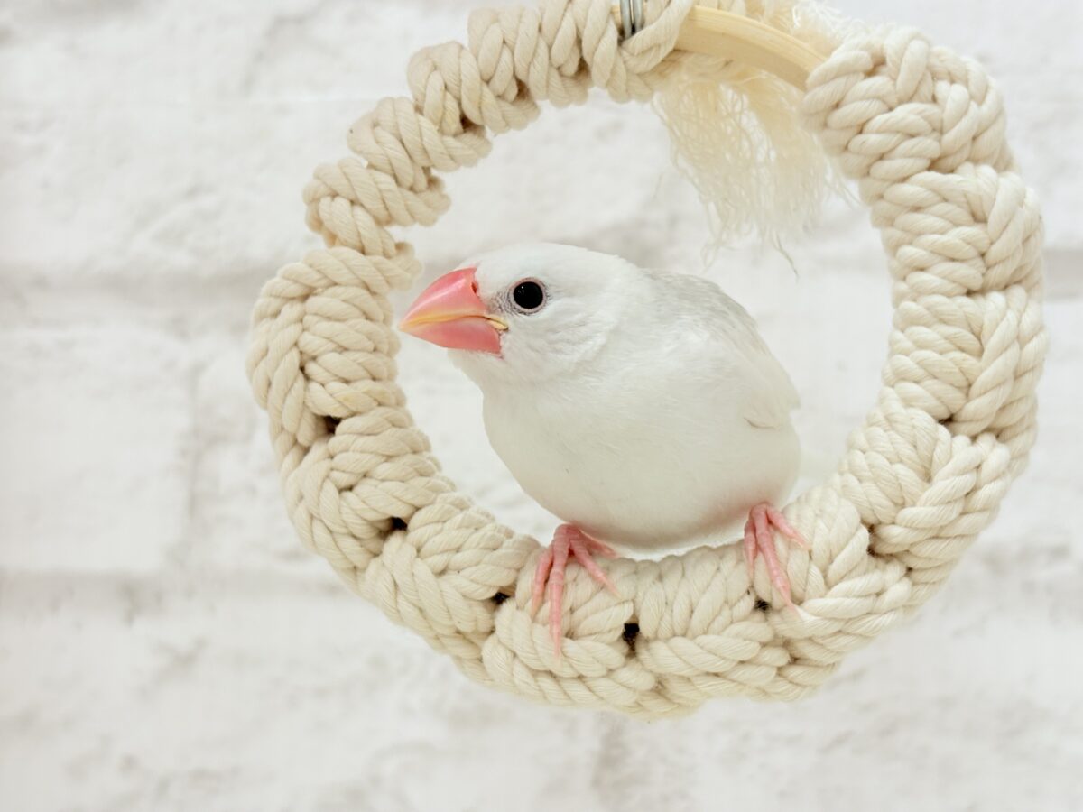白文鳥