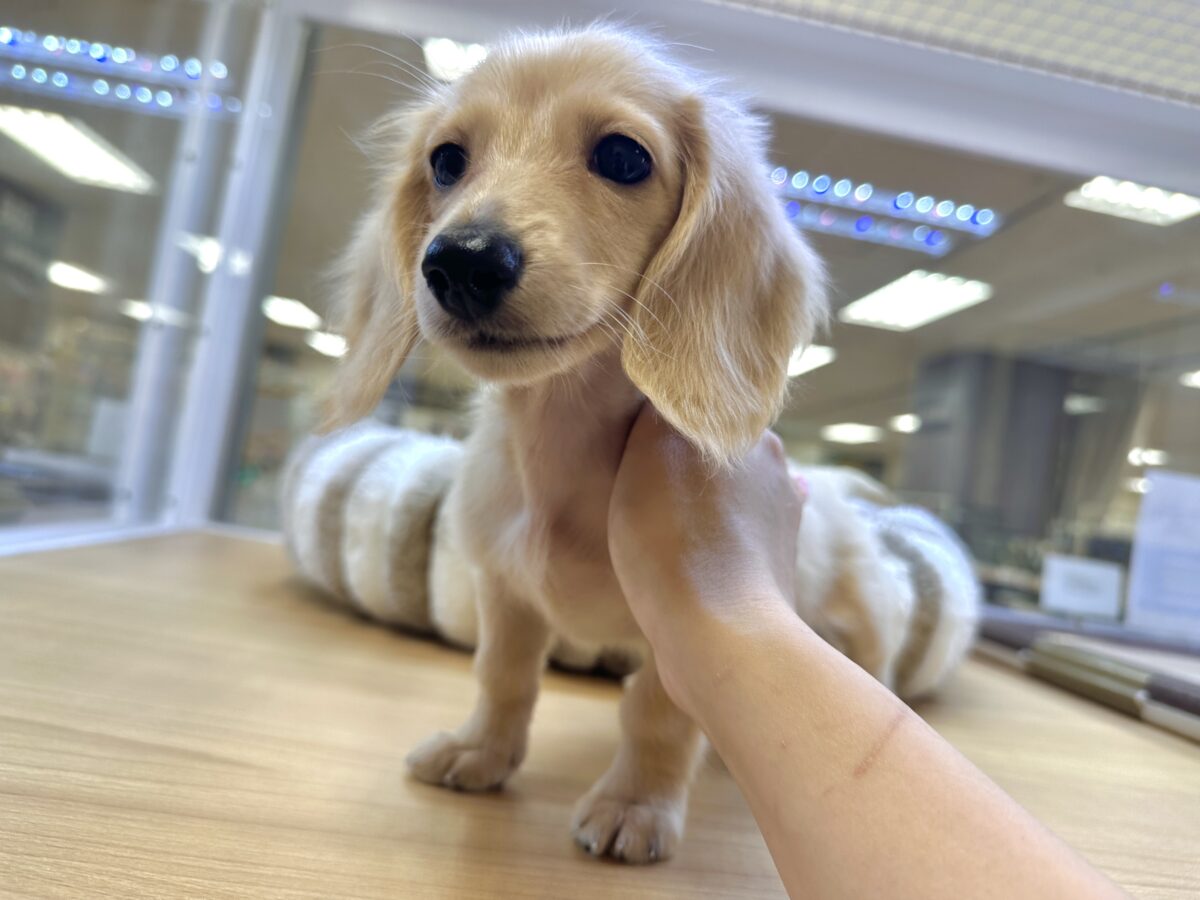 ミニチュアダックス