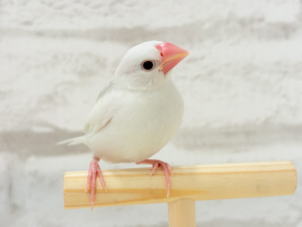 白文鳥