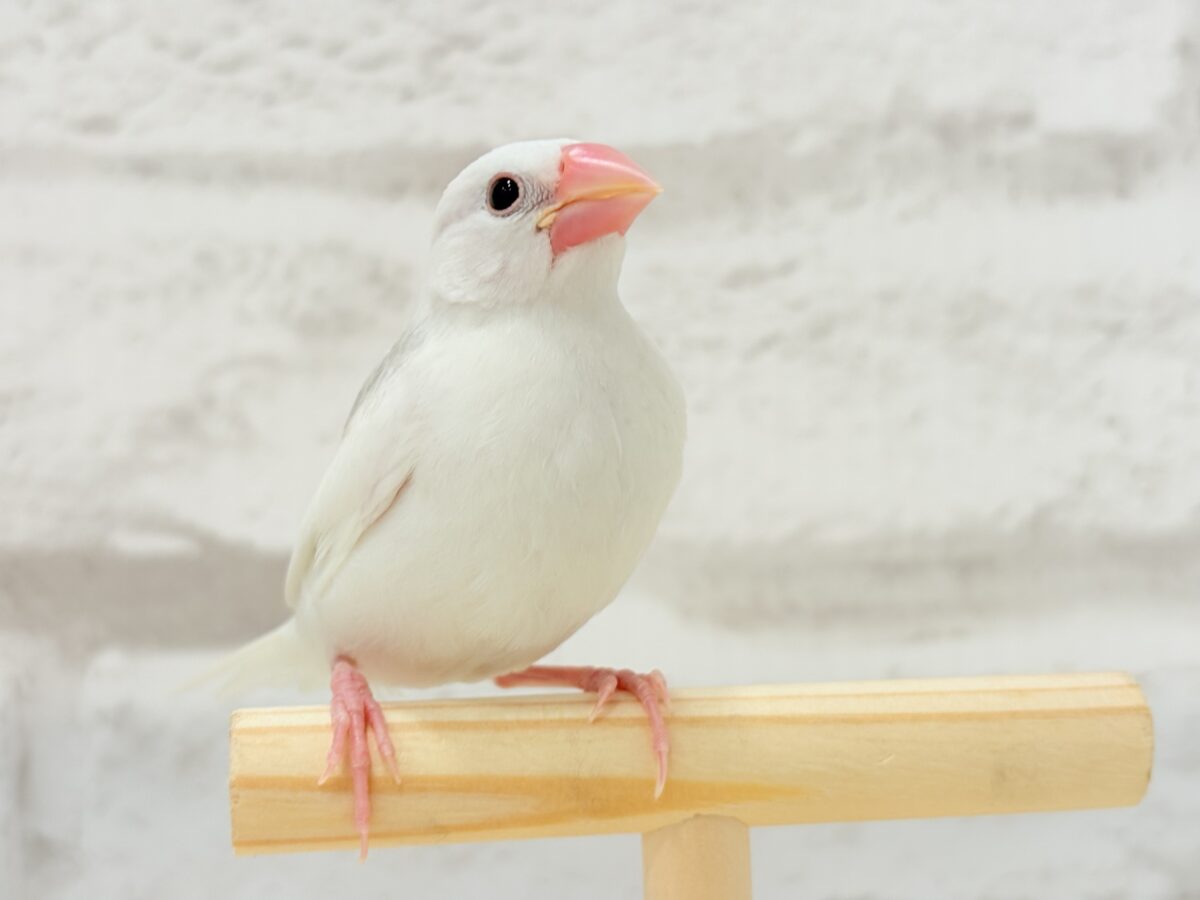 白文鳥