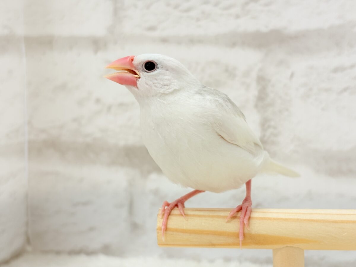 白文鳥