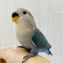 最新画像あります⭐️わたわたブルーのコザクラさんやって来ましたよ〜‼️（ブルーチェリー）