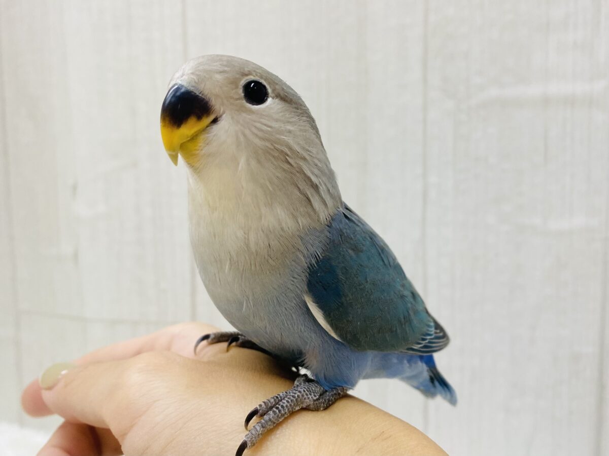 最新画像あります⭐️わたわたブルーのコザクラさんやって来ましたよ〜‼️（ブルーチェリー）