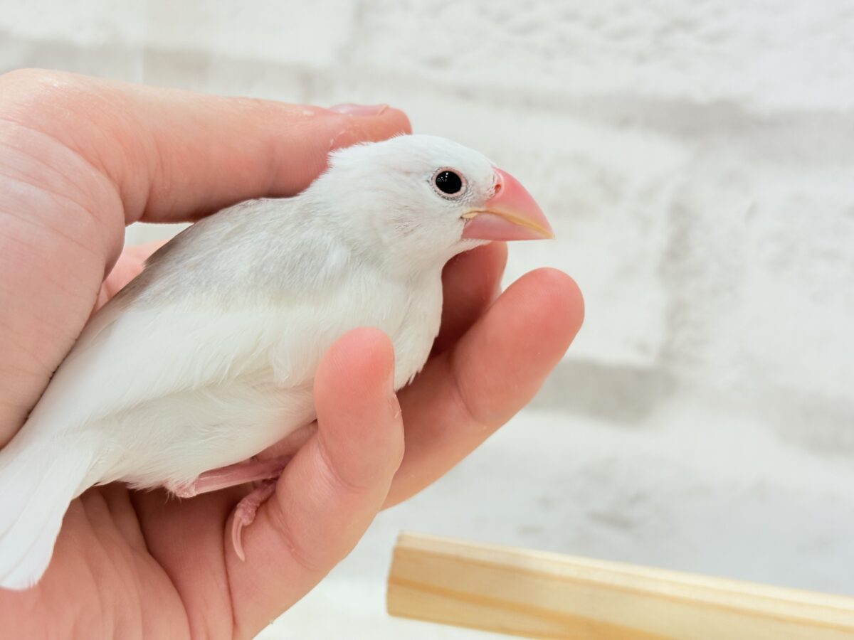 白文鳥