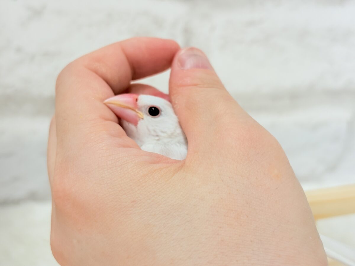 白文鳥