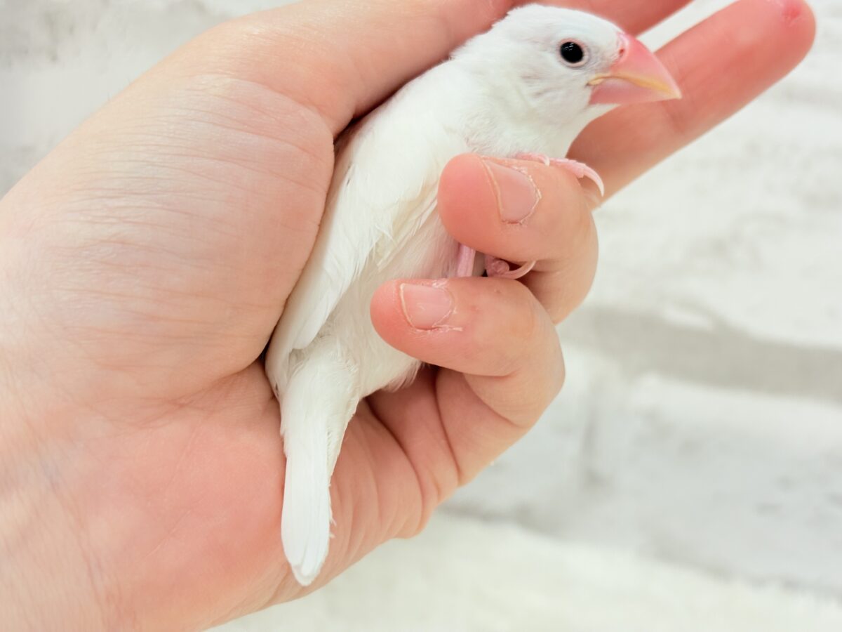 白文鳥