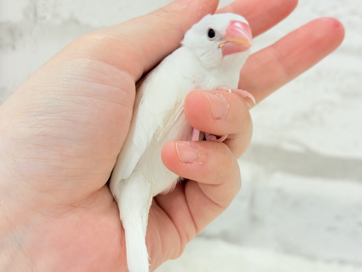 白文鳥