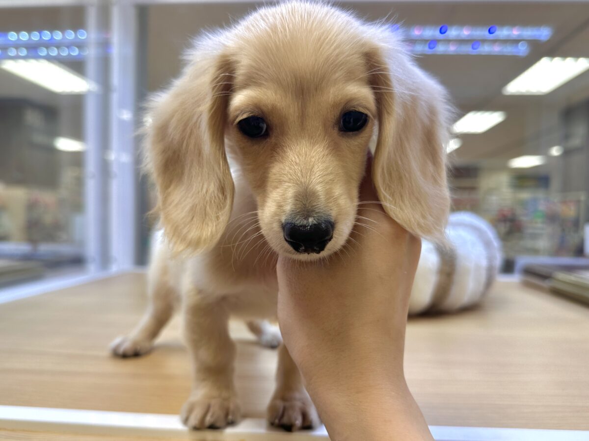 ミニチュアダックス