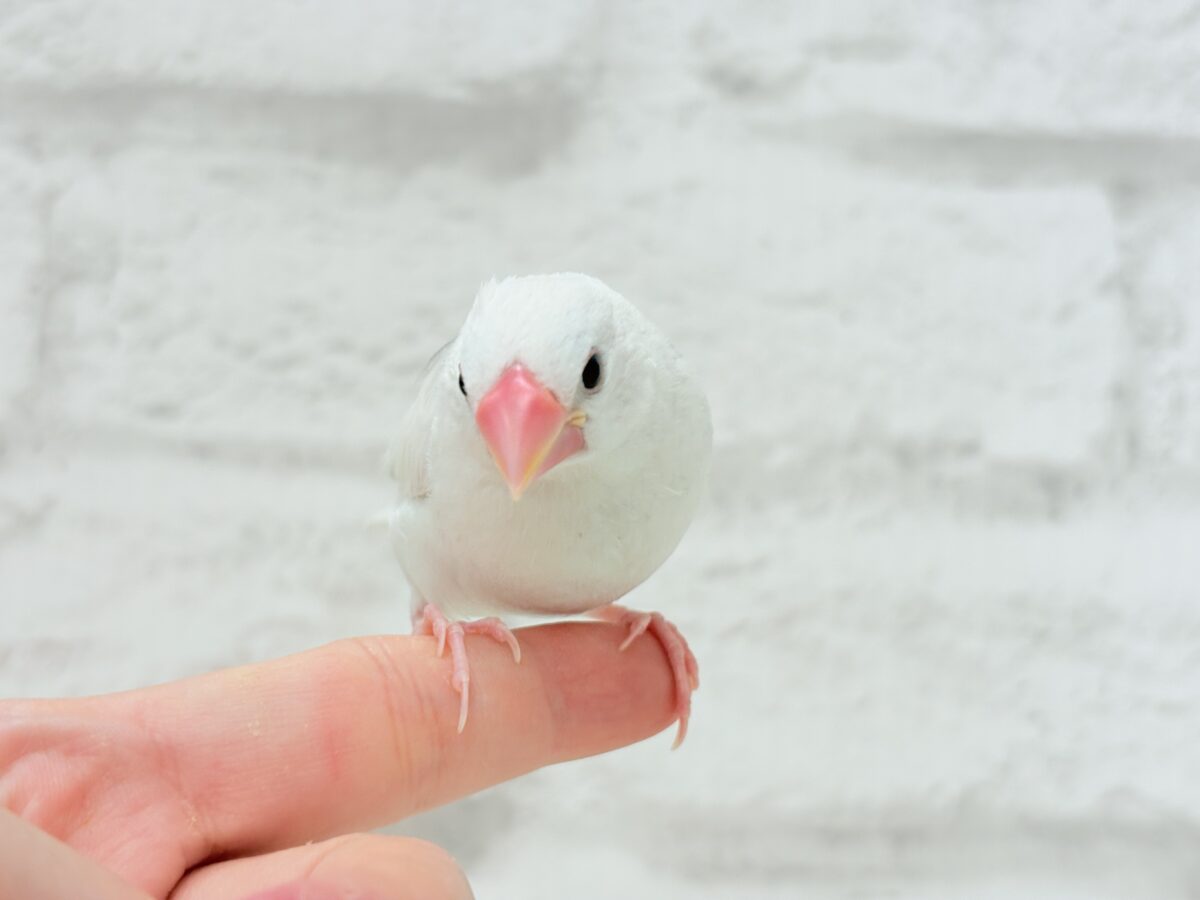 白文鳥