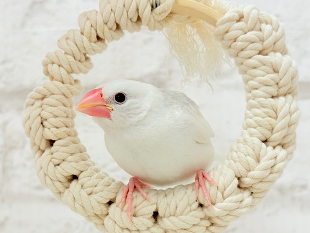 【最新画像更新🪄】お口パッカーーーン🐣🤍食欲旺盛‪☆白文鳥 ヒナ
