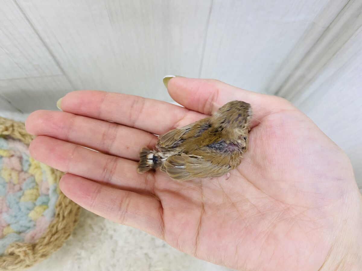 錦花鳥（キンカチョウ）