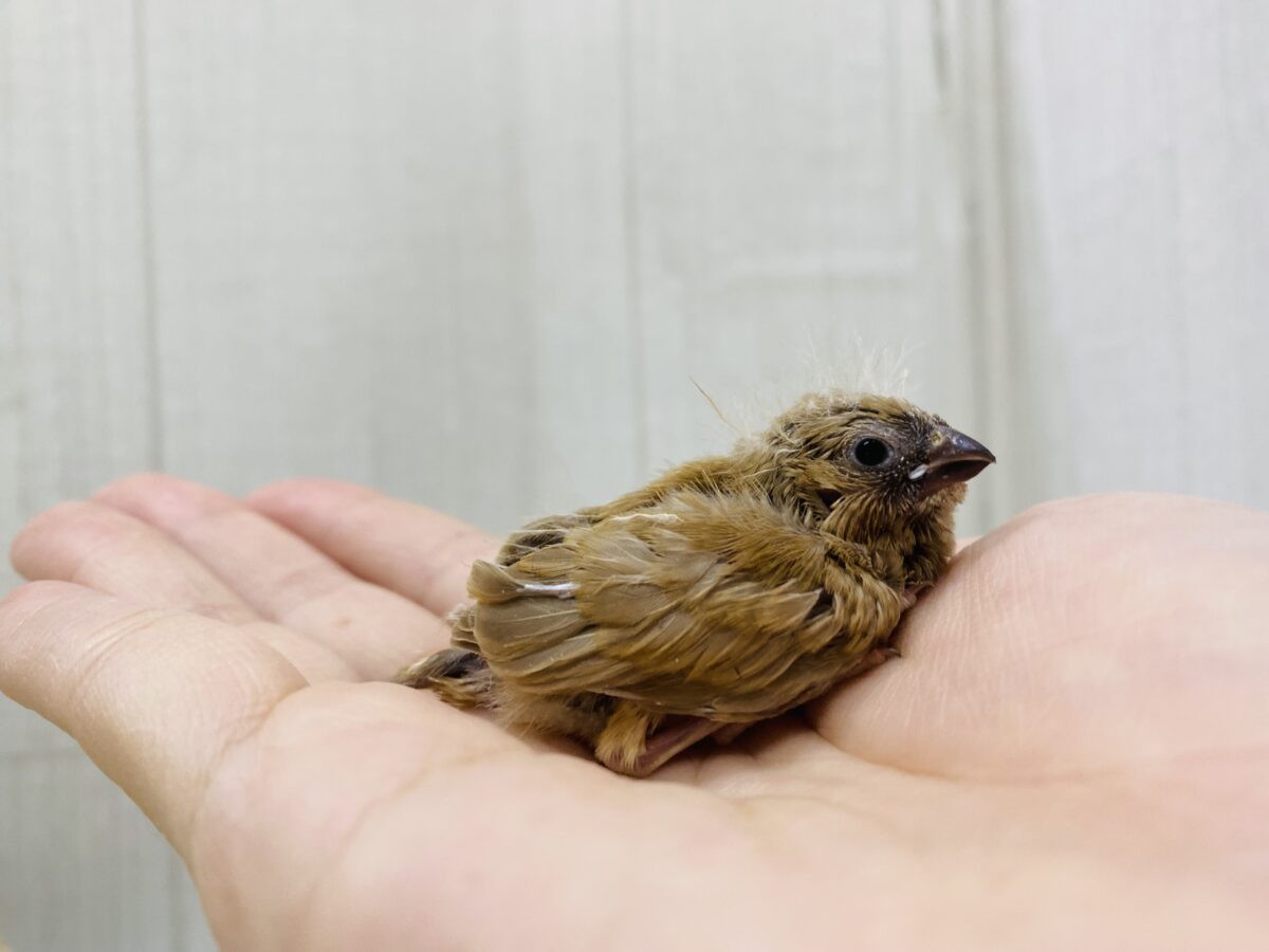 錦花鳥（キンカチョウ）