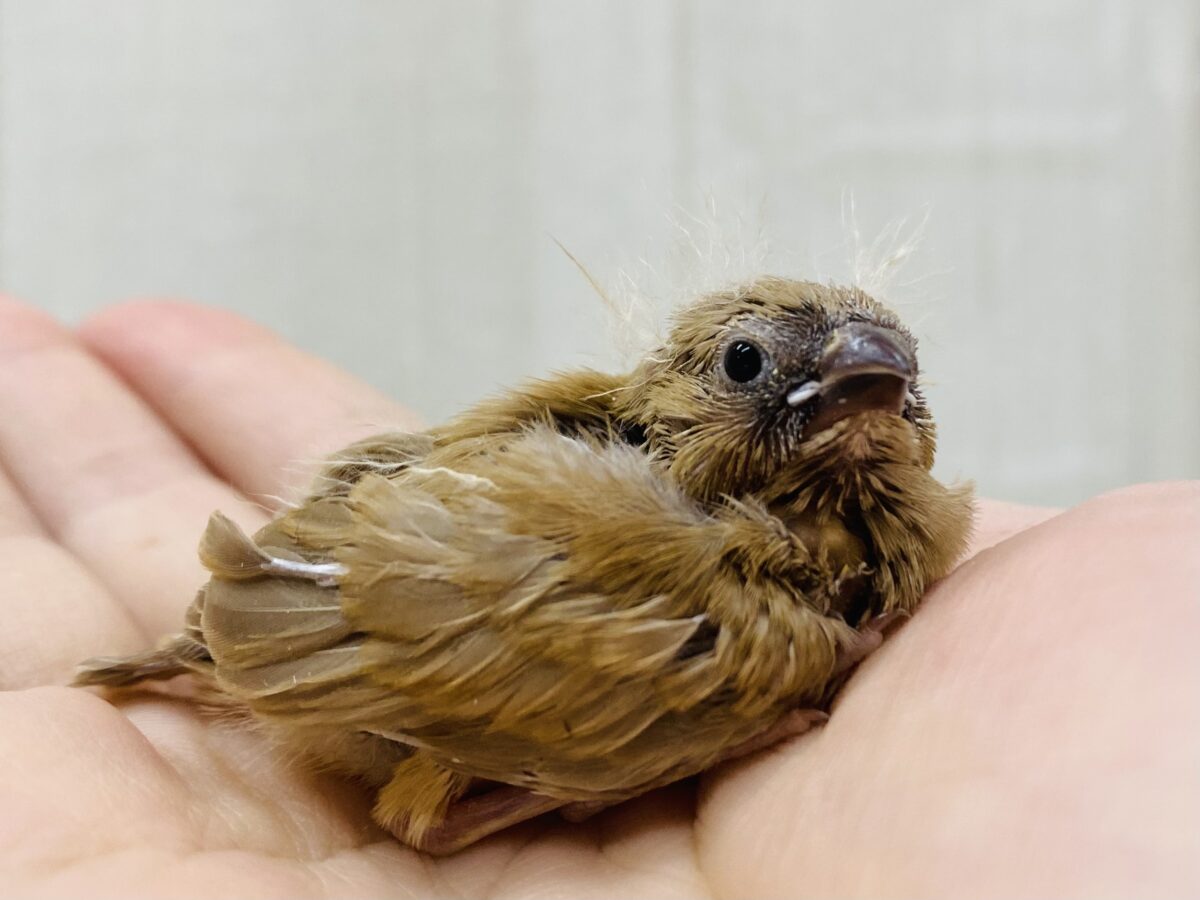 濃いめフォーン🧡パヤ毛が可愛すぎるっキンカ鳥𓂃🍀𓈒𓏸