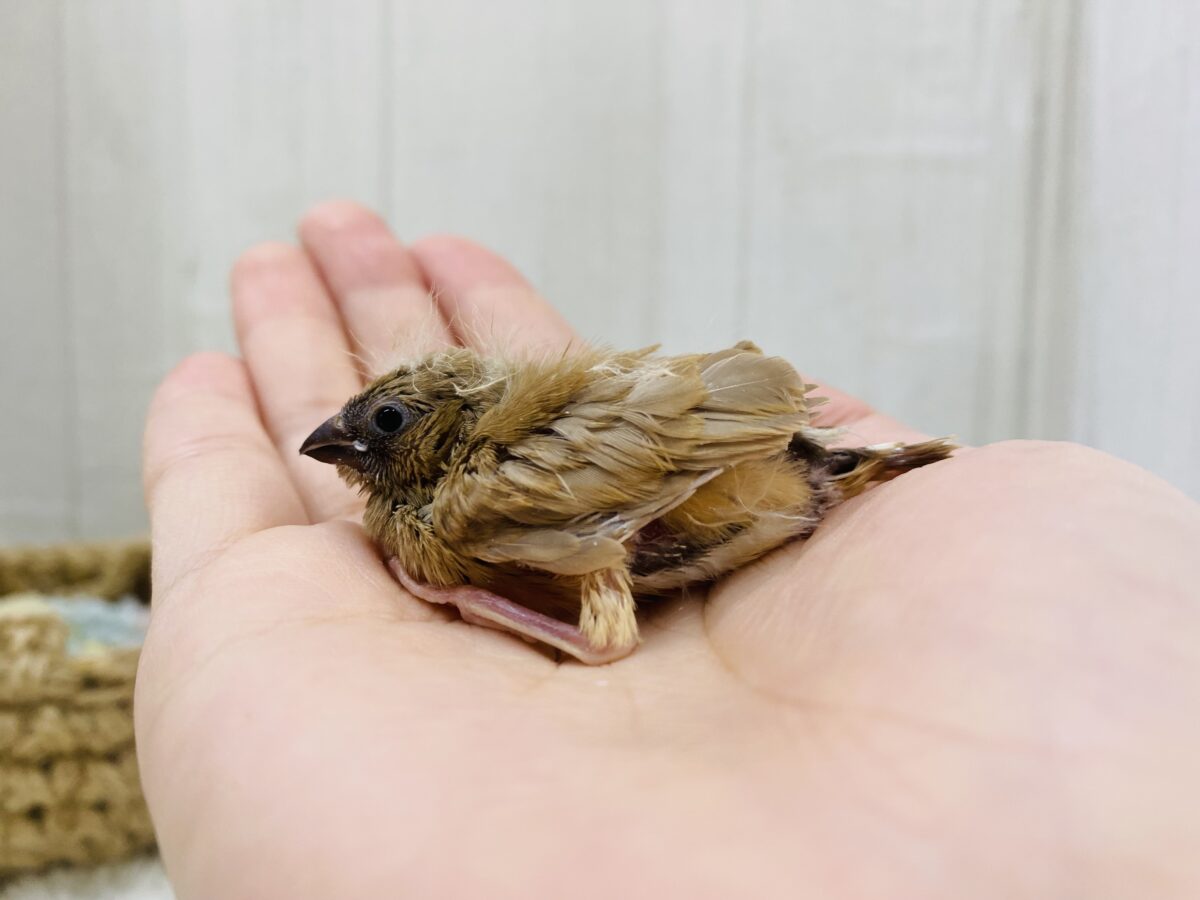 錦花鳥（キンカチョウ）