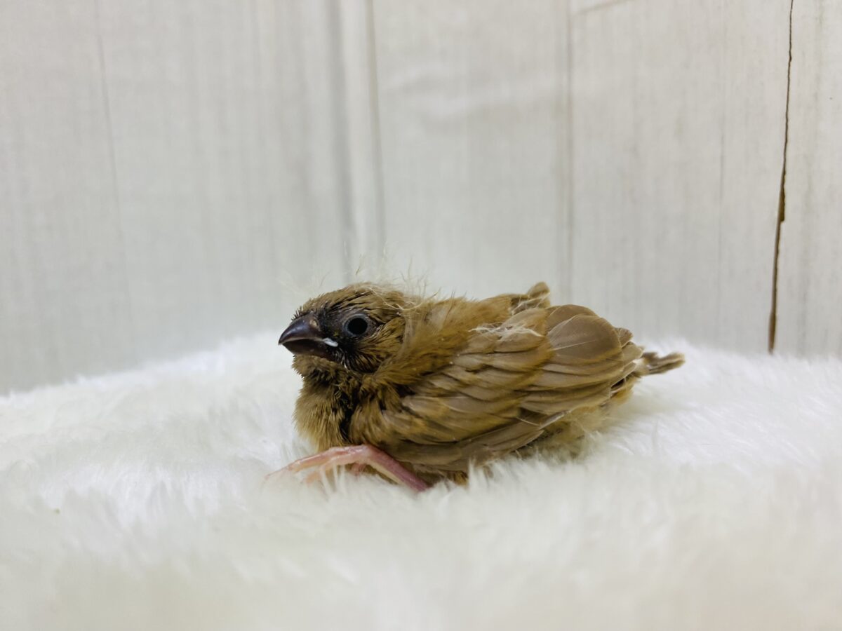 錦花鳥（キンカチョウ）