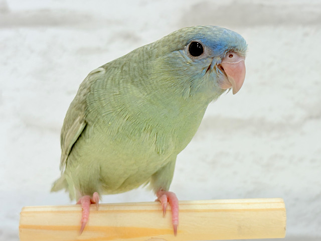【最新画像更新🪄ひとり餌になりました‪☆】おめめぱっちりむちむち体型🐥💖サザナミインコ(ブルースパングル) ヒナ