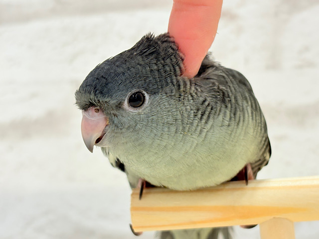 【最新画像更新🪄ひとり餌になりました‪☆】素早い動きで食いしん坊アピール♬*°サザナミインコ(モーブ) ヒナ
