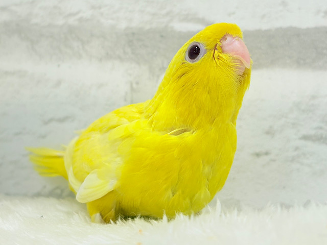 【最新画像更新🪄】太陽サンサン☀️ビタミンカラー🐣💛サザナミインコ(ルチノー) ヒナ 【最新画像更新🪄】太陽サンサン☀️ビタミンカラー🐣💛サザナミインコ(ルチノー) ヒナ