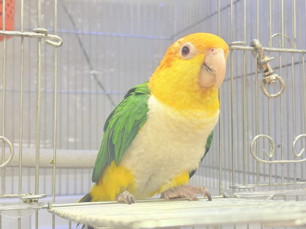 シロハラインコ