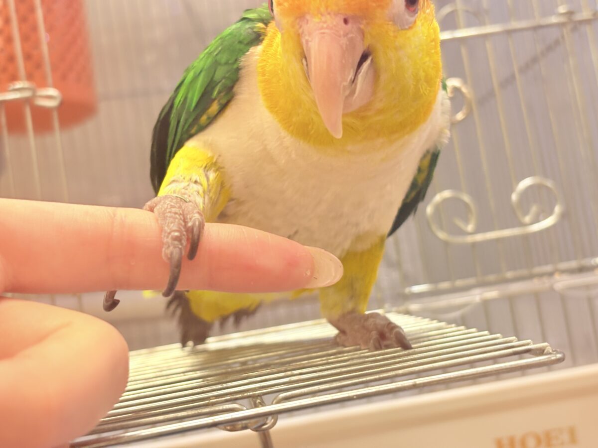 シロハラインコ