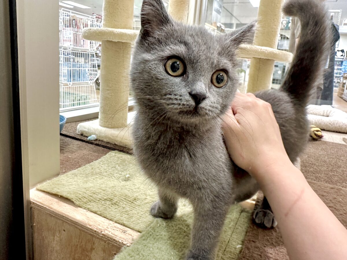 ブリティッシュショートヘア