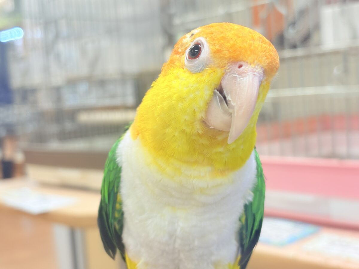 シロハラインコ