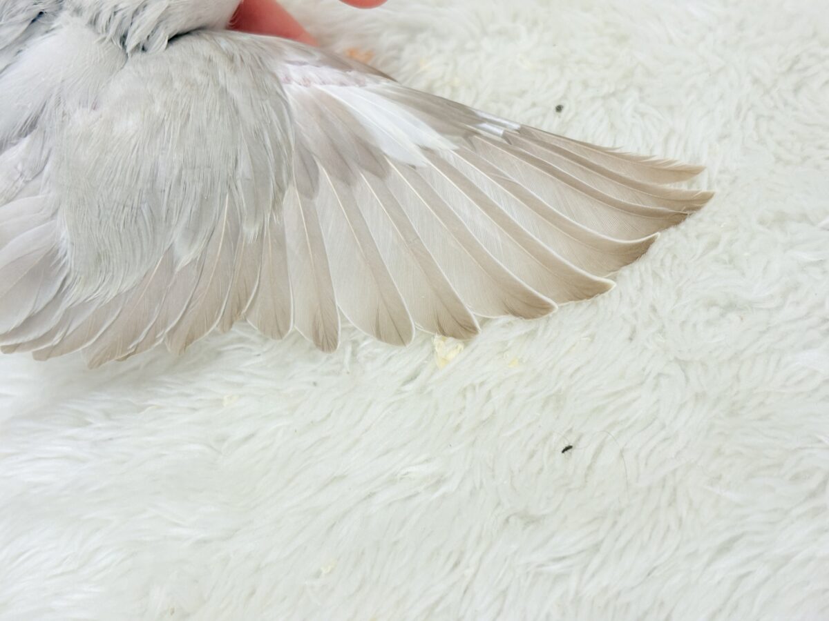 ペンギンフォルムのかわい子ちゃん🐣🫧コザクラインコ ヒナ コザクラインコ(小桜インコ)