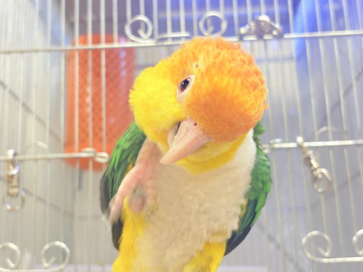 シロハラインコ