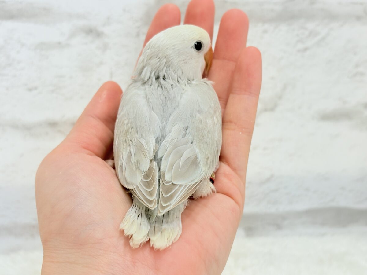 ペンギンフォルムのかわい子ちゃん🐣🫧コザクラインコ ヒナ コザクラインコ(小桜インコ)